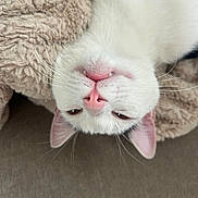 Obi is registered to the contest to win money with this photo: cat, white_cat, pet, feline, upside_down, pink_nose, whiskers, ears, fur, blanket, soft_texture, relaxed, cute, animal, indoor, close_up, sleepy, cozy, resting, face