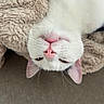 cat, white_cat, pet, feline, upside_down, pink_nose, whiskers, ears, fur, blanket, soft_texture, relaxed, cute, animal, indoor, close_up, sleepy, cozy, resting, face