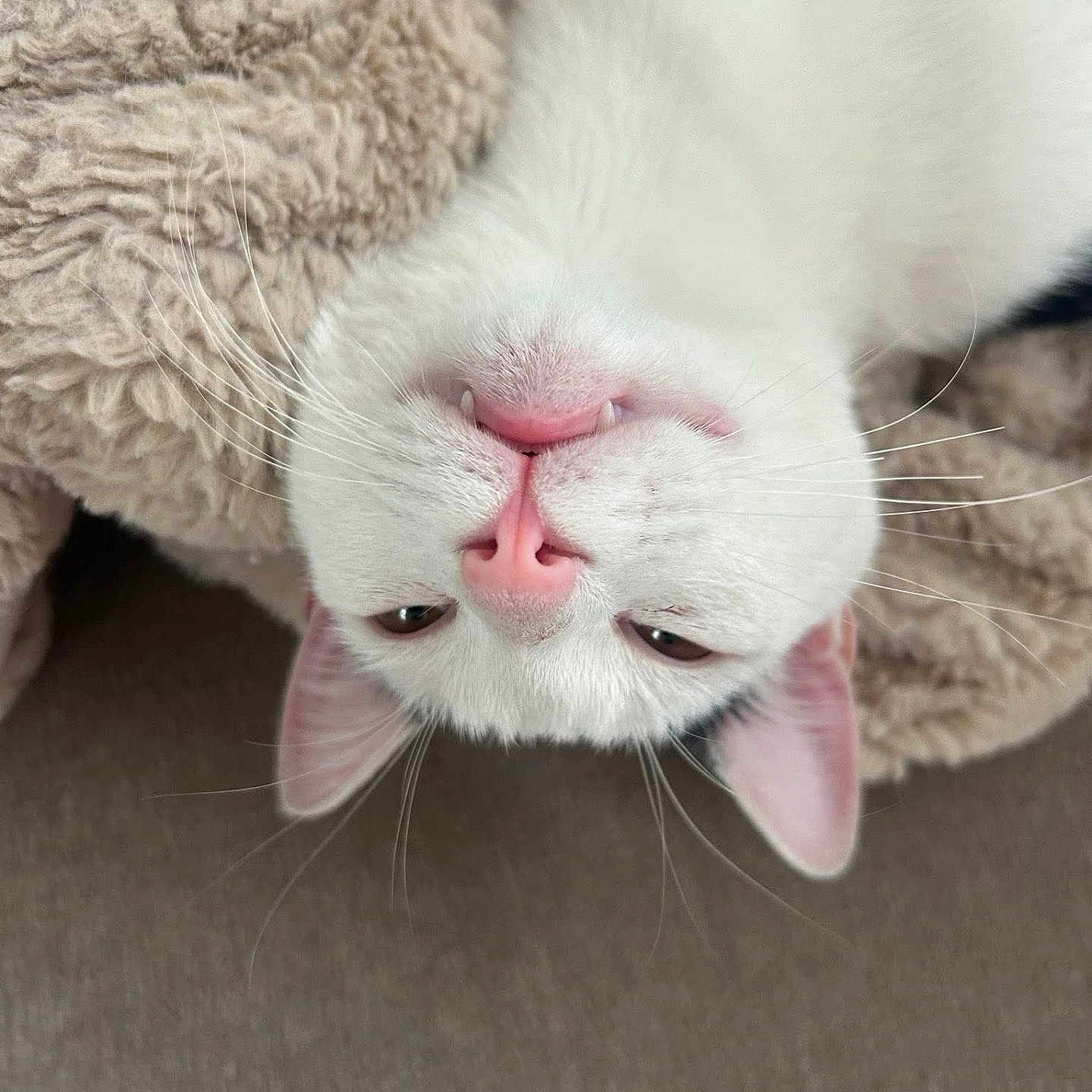 Obi
