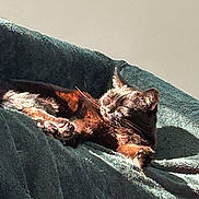 Iris joined the competition — help win amazing prizes! cat, sleeping, sunlight, blanket, relaxation, feline, cozy, paw, fur, indoor, resting, cute, pet, domestic_animal, animal, warm, soft, comfort, nap, peaceful