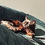 cat, sleeping, sunlight, blanket, relaxation, feline, cozy, paw, fur, indoor, resting, cute, pet, domestic_animal, animal, warm, soft, comfort, nap, peaceful