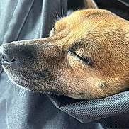 Ellie joined the competition — help win amazing prizes! dog, sleeping, close_up, brown_fur, resting, pet, animal, fur_texture, peaceful, cozy, snout, canine, face, calm, relaxation, portrait, domestic_animal, soft, black_fabric, nap