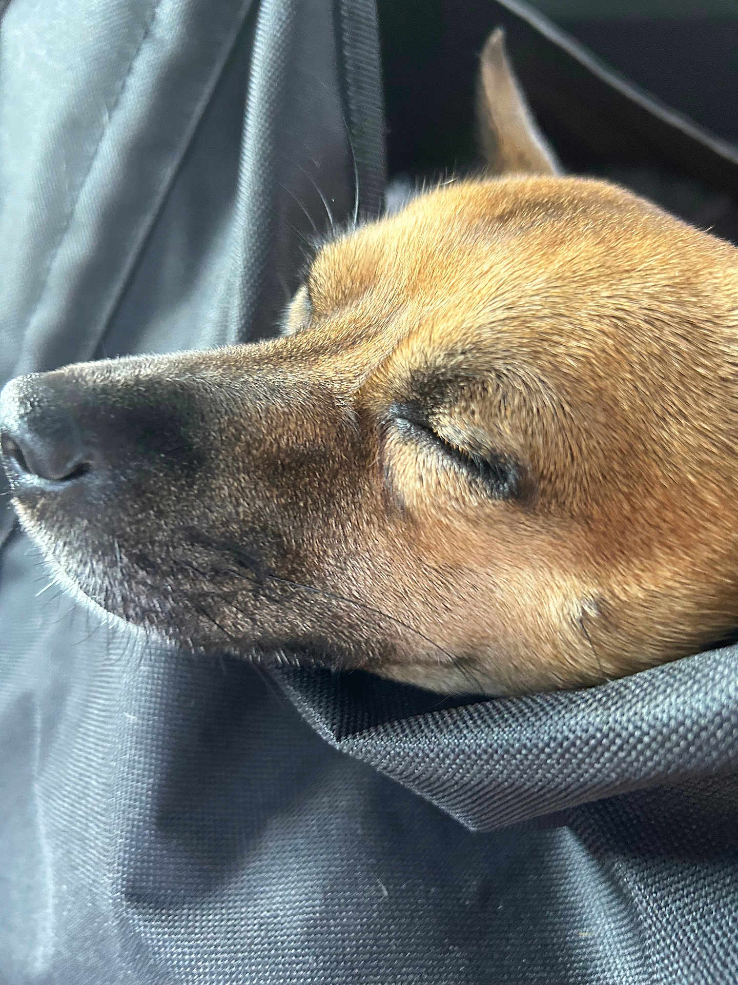 Ellie