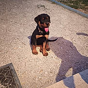 Blasko participe au concours pour gagner de l'argent avec cette photo : animal, collar, cute, daylight, dog, gravel, ground, outdoor, path, pet, playful, puppy, rottweiler, shadow, sitting, small, tile, tongue_out, wall, young_dog