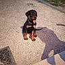 animal, collar, cute, daylight, dog, gravel, ground, outdoor, path, pet, playful, puppy, rottweiler, shadow, sitting, small, tile, tongue_out, wall, young_dog