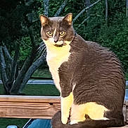 Scar is registered to the contest to win money with this photo: animal, animal_face, car, cat, curious, eyes, fur, greenery, looking, mammal, nature, night, outdoor, pet, sitting, tail, tree, tuxedo_cat, whiskers, wooden_railing