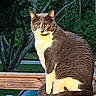 animal, animal_face, car, cat, curious, eyes, fur, greenery, looking, mammal, nature, night, outdoor, pet, sitting, tail, tree, tuxedo_cat, whiskers, wooden_railing