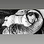 newborn, baby, sleeping, pillow, blanket, soft, cozy, monochrome, black_and_white, infant, rest, peaceful, child, portrait, indoors, cute, clothing, head, face, peace