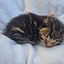 kitten, sleeping, cat, fur, soft, blanket, cute, animal, pet, young, small, cozy, resting, whiskers, tabby, striped, feline, adorable, nap, peaceful