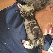 Athena participe au concours pour gagner de l'argent avec cette photo : kitten, cat, sleeping, paw, person, face, smile, hair, shoulder, clothing, nap, furry, pet, domestic_animal, cute, resting, indoor, closeup, human, comfort