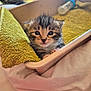 Athena participe au concours pour gagner de l'argent avec cette photo : kitten, cat, baby_cat, feline, cute, towel, box, indoor, pet, fur, small, animal, young, whiskers, eyes, soft, cozy, resting, closeup, curious