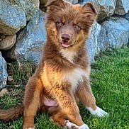 Asko participe au concours pour gagner de l'argent avec cette photo : puppy, dog, brown_fur, white_paws, grass, rocks, outdoor, pet, cute, animal, young_dog, sitting, tongue_out, fluffy, nature, sunlight, adorable, playful, fur, canine