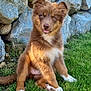 puppy, dog, brown_fur, white_paws, grass, rocks, outdoor, pet, cute, animal, young_dog, sitting, tongue_out, fluffy, nature, sunlight, adorable, playful, fur, canine