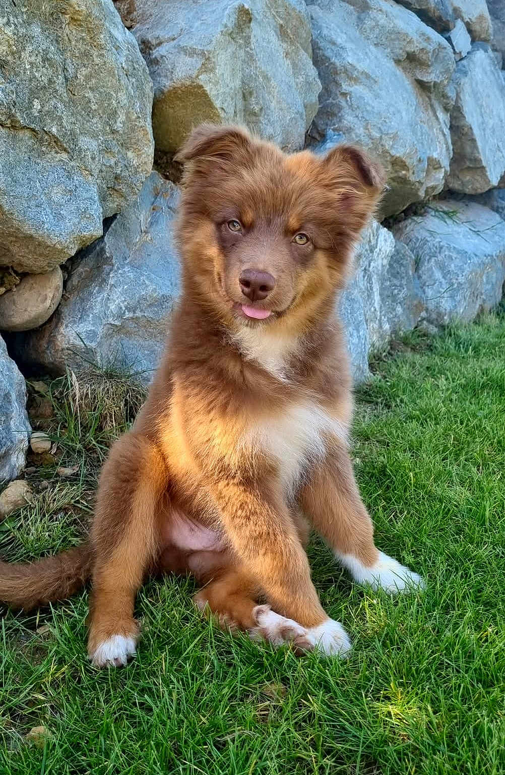 Asko participe au concours pour gagner de l'argent avec cette photo : puppy, dog, brown_fur, white_paws, grass, rocks, outdoor, pet, cute, animal, young_dog, sitting, tongue_out, fluffy, nature, sunlight, adorable, playful, fur, canine