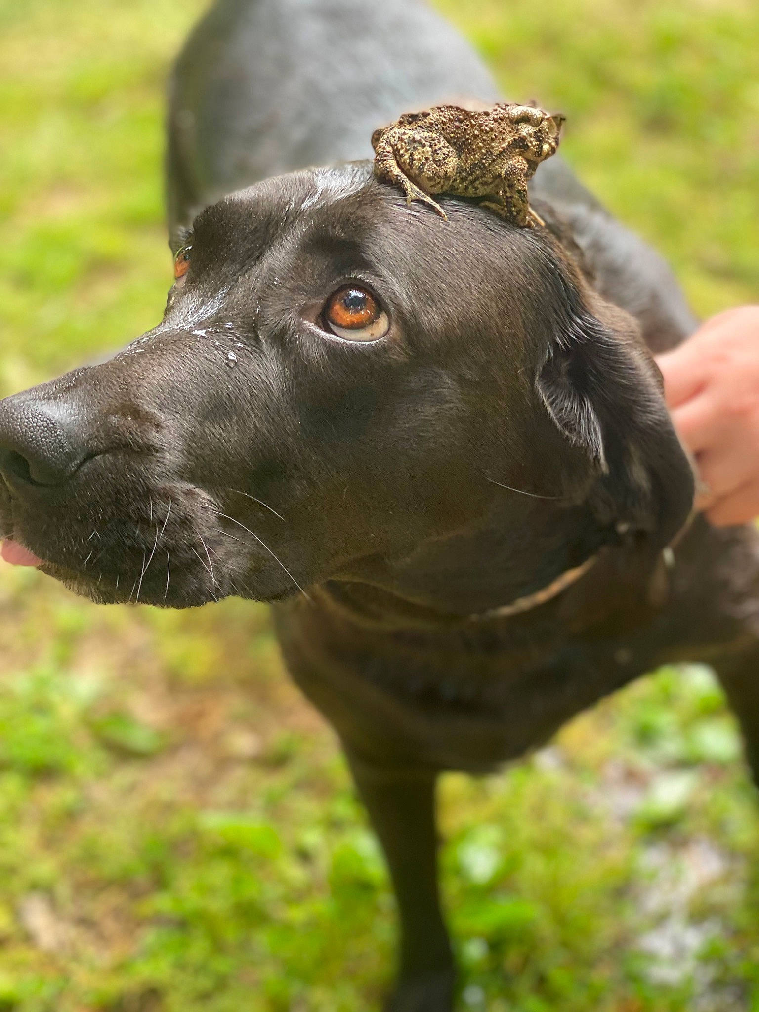 Sawyer is registered to the contest to win money with this photo: borador, canidae, carnivore, collar, companion_dog, dog, dog_breed, dog_collar, ear, fawn, fur, grass, liver, plant, snout, sporting_group, terrestrial_animal, whiskers, working_animal, working_dog