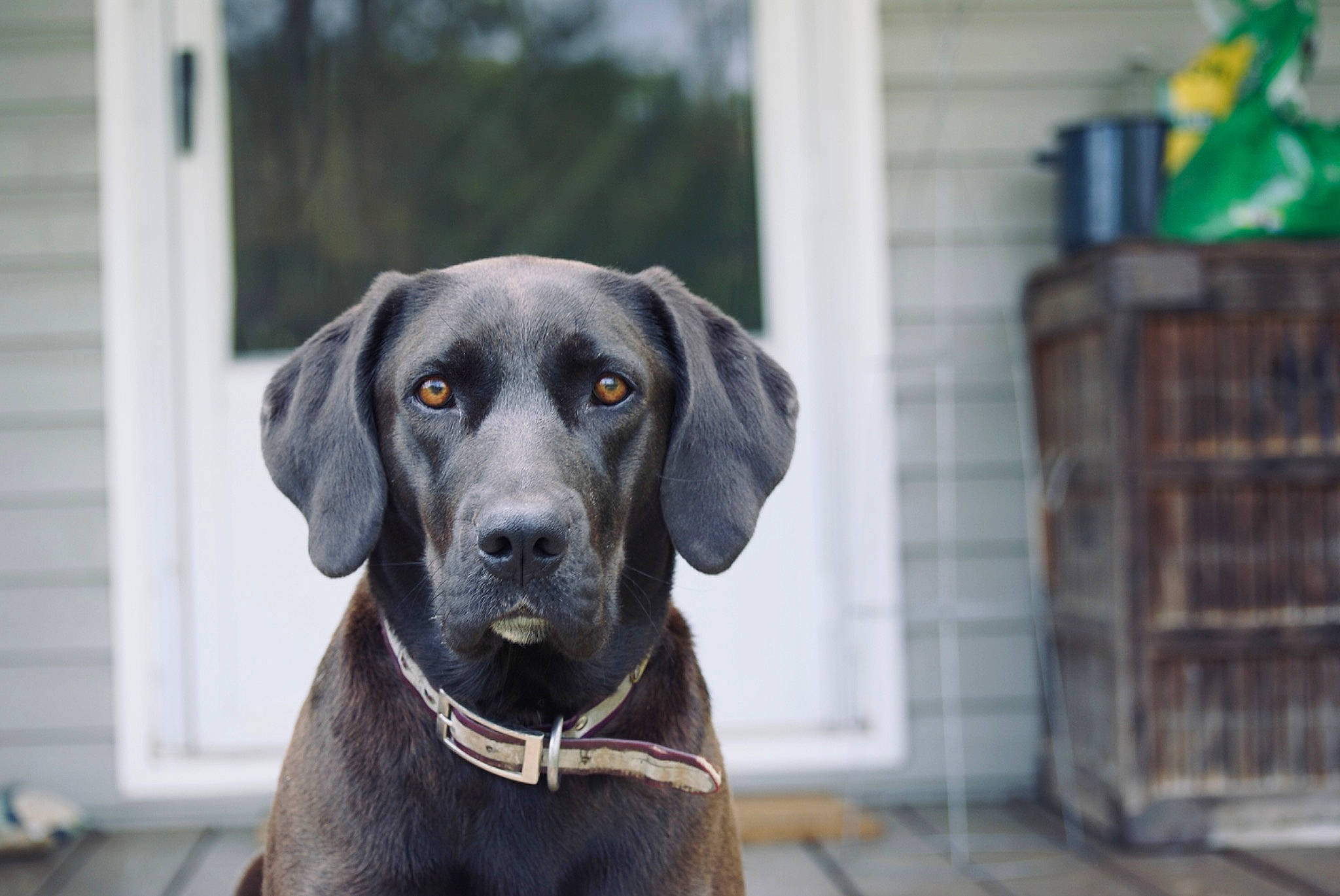 Sawyer joined the competition — help win amazing prizes! borador, canidae, carnivore, collar, companion_dog, dog, dog_breed, dog_collar, eye, fawn, fur, gun_dog, liver, pet_supply, plant, snout, sporting_group, terrestrial_animal, whiskers, working_animal