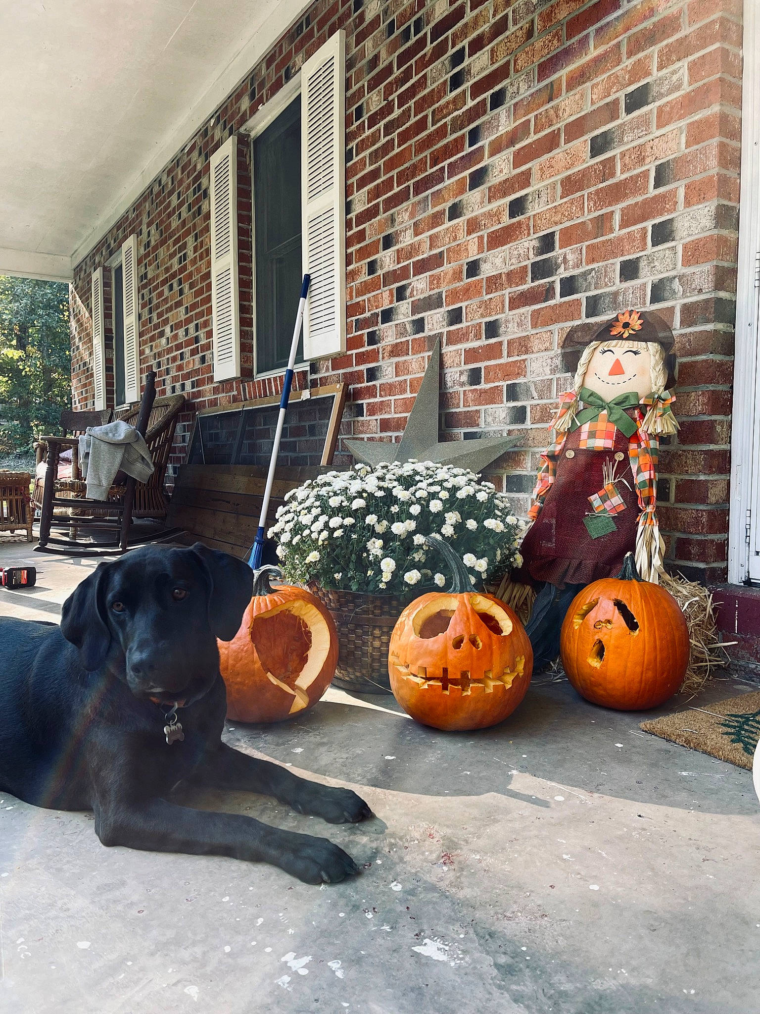 Sawyer is registered to the contest to win money with this photo: building, calabaza, carnivore, companion_dog, cucurbita, dog, door, fawn, flooring, gourd, grass, jack_o_lantern, orange, plant, pumpkin, vegetable, window, winter_squash, wood, working_animal