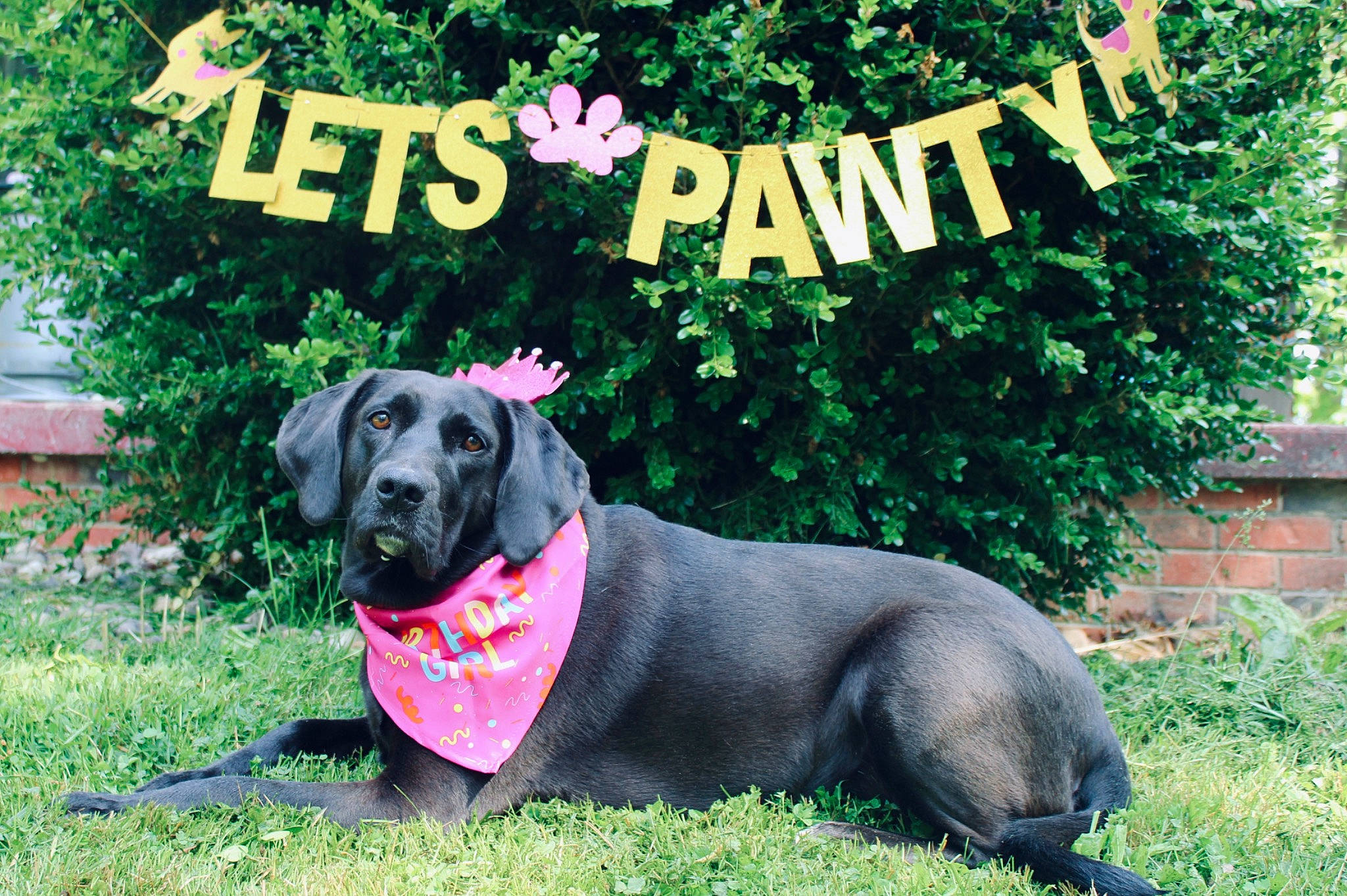 Sawyer is registered to the contest to win money with this photo: canidae, carnivore, collar, companion_dog, dog, dog_breed, dog_collar, dog_supply, font, grass, guard_dog, gun_dog, pet_supply, plant, snout, sporting_group, tail, tree, whiskers, working_animal