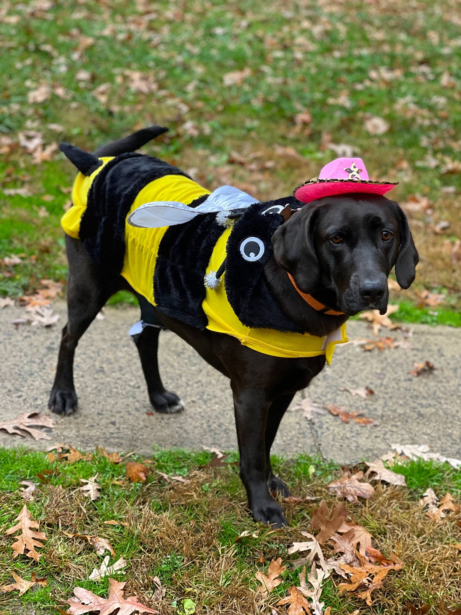 Sawyer is registered to the contest to win money with this photo: canidae, carnivore, collar, dog, dog_breed, dog_clothes, dog_collar, dog_supply, fashion_accessory, fawn, grass, leash, personal_protective_equipment, pet_supply, plant, recreation, snout, sporting_group, tail, working_animal