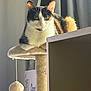 cat, calico_cat, cat_tree, toy, curtain, indoor, pet, feline, fur, whiskers, green_eyes, perched, relaxed, cozy, natural_light, animal, domestic, playful, close_up, home