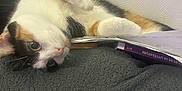 Nala participe au concours pour gagner de l'argent avec cette photo : calico_cat, cat, pet, lying_down, green_eyes, curious, blanket, book, notebook, indoor, cozy, relaxed, fur, whiskers, pink_nose, paw, resting, cute, animal, domestic_cat