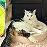Lucy is registered to the contest to win money with this photo: cat, fluffy, white, black, pet, tongue_out, cozy, bed, furniture, indoor, cute, relaxed, animal, soft, fur, pink_paw, playful, resting, home, tunnel_toy