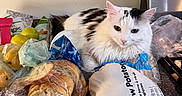 Lucy joined the competition — help win amazing prizes! cat, white_cat, black_spots, kitchen_counter, bread, bagged_bread, organic_potatoes, bagged_potatoes, groceries, plastic_bags, fruit, lemons, household, indoor, pet, feline, fur, resting, food, countertop
