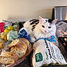 cat, white_cat, black_spots, kitchen_counter, bread, bagged_bread, organic_potatoes, bagged_potatoes, groceries, plastic_bags, fruit, lemons, household, indoor, pet, feline, fur, resting, food, countertop