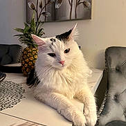 Lucy is registered to the contest to win money with this photo: cat, white_cat, black_markings, fluffy_fur, table, pineapple, indoor, painting, flower_painting, decor, chair, gray_chair, relaxed, pet, animal, feline, closeup, cozy, home, soft_lighting