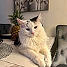cat, white_cat, black_markings, fluffy_fur, table, pineapple, indoor, painting, flower_painting, decor, chair, gray_chair, relaxed, pet, animal, feline, closeup, cozy, home, soft_lighting