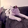 Lucy joined the competition — help win amazing prizes! cat, white_cat, black_patches, fluffy, stretching, couch, indoor, relaxed, pet, feline, fur, paw, texture, home, resting, animal, cozy, soft, comfort, living_room