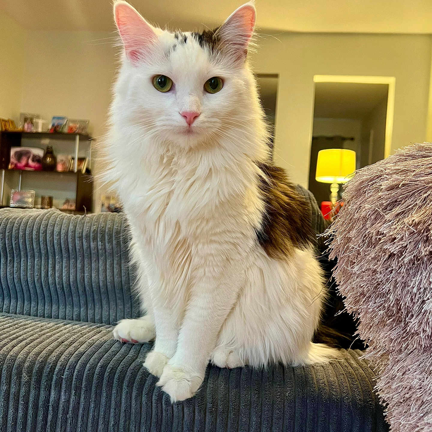 Lucy joined the competition — help win amazing prizes! cat, white_cat, fluffy, indoor, living_room, couch, furniture, lamp, yellow_lamp, sitting, pet, animal, curious, green_eyes, cozy, home, fur, whiskers, ears, pink_nose