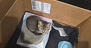 Tigger is registered to the contest to win money with this photo: animal, black_cloth, box, cardboard_box, cat, cozy, curious, cute, domestic, feline, home, indoor, kitten, litter_box, looking_up, pet, resting, small, water_dish, young