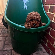 Teddy is registered to the contest to win money with this photo: puppy, dog, wheelbarrow, green, curly_fur, brick_wall, outdoor, pavement, cute, pet, animal, small, brown, young, looking, resting, container, garden, closeup, adorable
