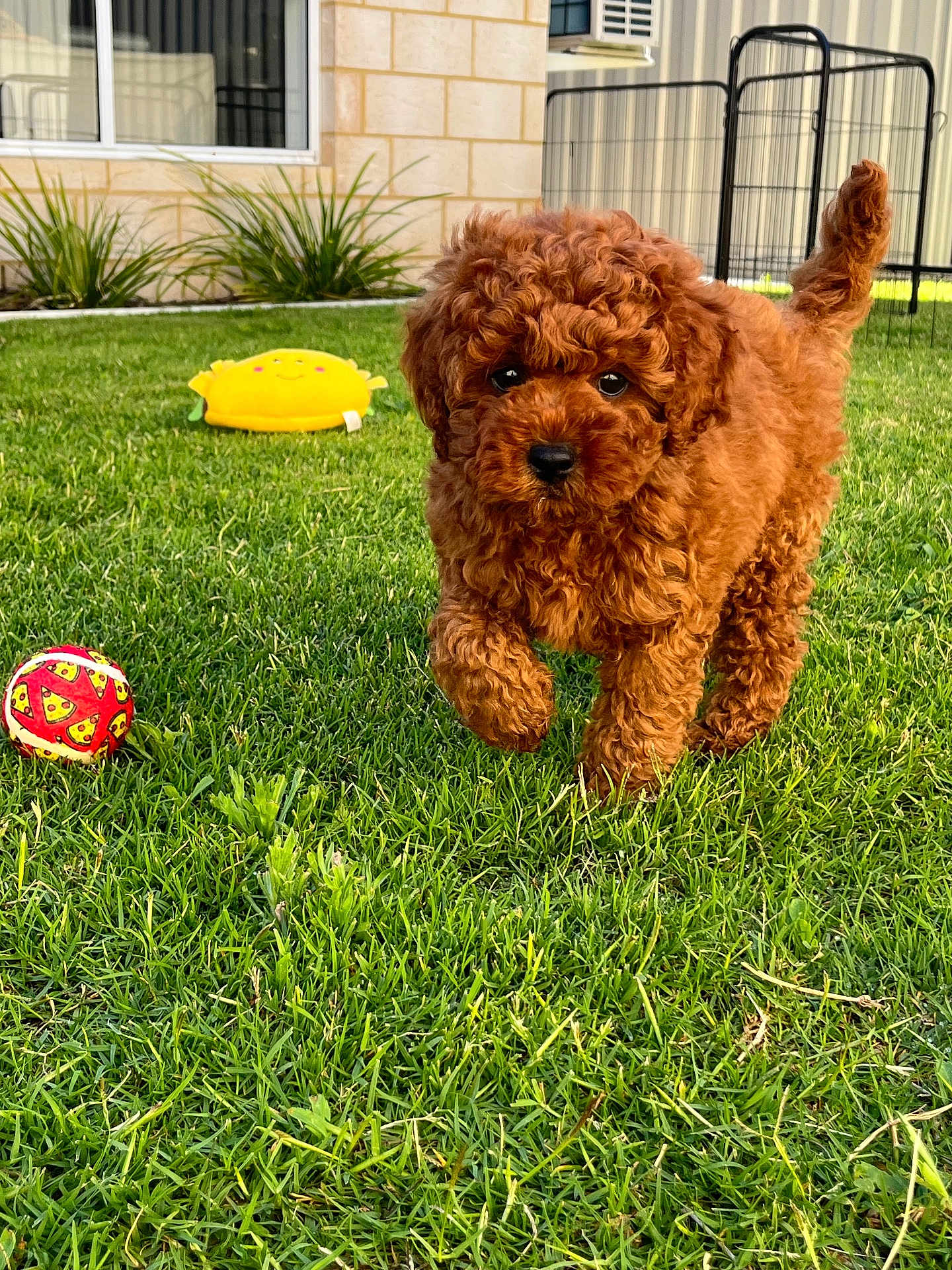 Teddy joined the competition — help win amazing prizes! puppy, dog, grass, outdoor, toy, ball, playful, curly_fur, brown_dog, pet, garden, greenery, sunlight, house, window, plant, cute, small_dog, yard, walking