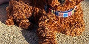 Teddy joined the competition — help win amazing prizes! puppy, dog, brown, curly_fur, collar, outdoor, sunlight, pavement, footwear, flip_flop, pet, animal, cute, young_dog, texture, shadow, relaxed, summer, close_up, daytime