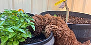 Teddy is registered to the contest to win money with this photo: animal, backyard, brown, curious, curly_fur, daylight, dog, garden, green_leaves, outdoor, pet, plant, pot, potted_plant, puppy, raised_garden_bed, small_dog, soil, tree, wall