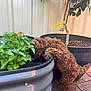 Teddy is registered to the contest to win money with this photo: puppy, dog, plant, garden, curly_fur, pot, green_leaves, outdoor, pet, curious, brown, small_dog, potted_plant, raised_garden_bed, soil, tree, backyard, wall, daylight, animal
