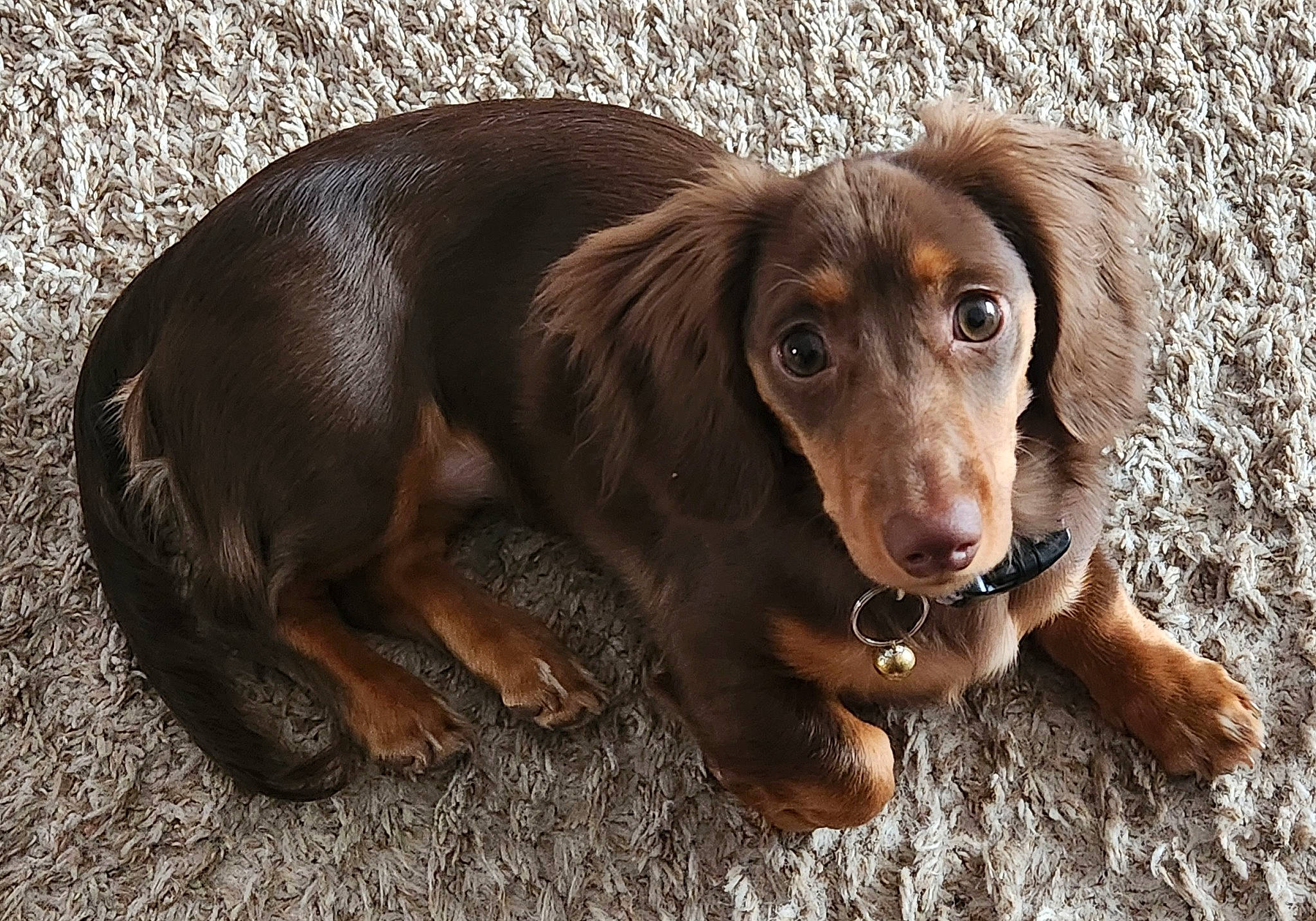 Lilly joined the competition — help win amazing prizes! brown, canidae, carnivore, companion_dog, dog, dog_breed, fawn, fur, gun_dog, hunting_dog, liver, snout, sporting_group, terrestrial_animal, whiskers, wood, working_animal