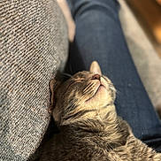 Wink joined the competition — help win amazing prizes! cat, closeup, comfort, couch, cozy, domestic_animal, feline, fur, home, indoor, jeans, nap, peaceful, pet, relaxation, rest, sleeping, tabby, texture, whiskers