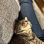cat, closeup, comfort, couch, cozy, domestic_animal, feline, fur, home, indoor, jeans, nap, peaceful, pet, relaxation, rest, sleeping, tabby, texture, whiskers