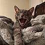 bed, blanket, cat, closeup, comfortable, cozy, ears, feline, fluffy, fur, gray_cat, indoor, mouth_open, pet, sleepy, stretching, tabby, teeth, whiskers, yawning