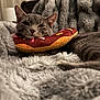 Wink is registered to the contest to win money with this photo: bedroom, blanket, cat, closeup, comfort, cozy, cushion, cute, donut_pillow, feline, fluffy, fur, gray_cat, indoor, pet, plush_toy, relaxed, resting, sleepy, soft_lighting