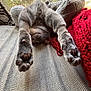 Wink is registered to the contest to win money with this photo: animal, autumn, blanket, cat, cozy, cute, fur, furniture, gray_cat, home, indoor, natural_light, paw_pads, paws, pet, red_blanket, relaxing, stretching, upside_down, window