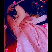 Nala participe au concours pour gagner de l'argent avec cette photo : cat, sleeping, blanket, pink, couch, furniture, indoor, pet, cozy, relaxing, heart_stickers, sparkles, fur, resting, domestic_animal, cute, comfort, animal, soft, home