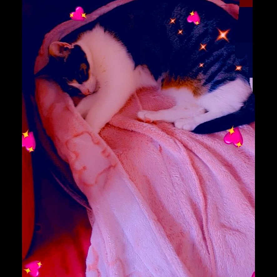 Nala participe au concours pour gagner de l'argent avec cette photo : animal, blanket, cat, comfort, couch, cozy, cute, domestic_animal, fur, furniture, heart_stickers, home, indoor, pet, pink, relaxing, resting, sleeping, soft, sparkles