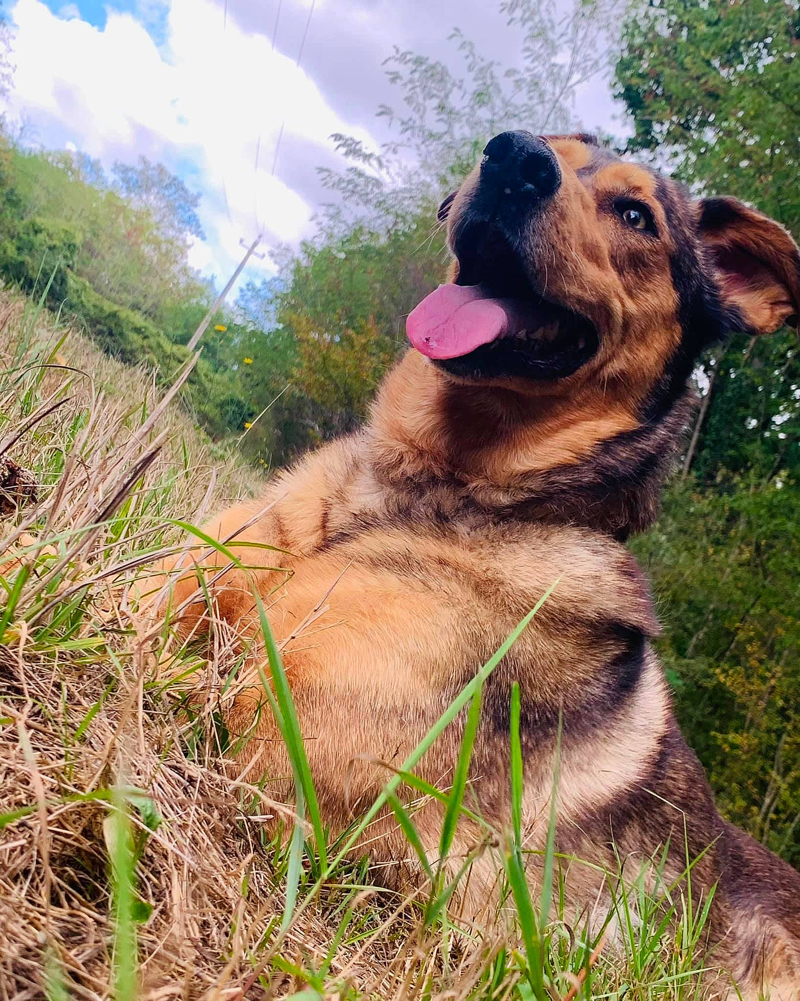Anouk participe au concours pour gagner de l'argent avec cette photo : canidae, carnivore, dog, dog_breed, fawn, german_shepherd_dog, mammal, snout, vertebrate