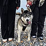 Lina a rejoint le concours — aidez-le/la à gagner de superbes lots ! husky, dog, blue_eyes, leash, people, black_clothing, rocks, beach, outdoor, tongue_out, pet, walking, casual, shoes, jacket, scarf, nature, daylight, canine, friendly