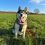 Lina a rejoint le concours — aidez-le/la à gagner de superbes lots ! dog, husky, animal, pet, outdoor, grass, field, sky, blue_sky, sunlight, leash, harness, happy, tongue_out, nature, tree, house, canine, mammal, daytime