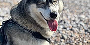 Lina participe au concours pour gagner de l'argent avec cette photo : dog, husky, animal, pet, tongue_out, happy, sitting, outdoor, beach, rocks, wet_fur, leash, nature, sunny, closeup, portrait, canine, fur, smiling, daytime